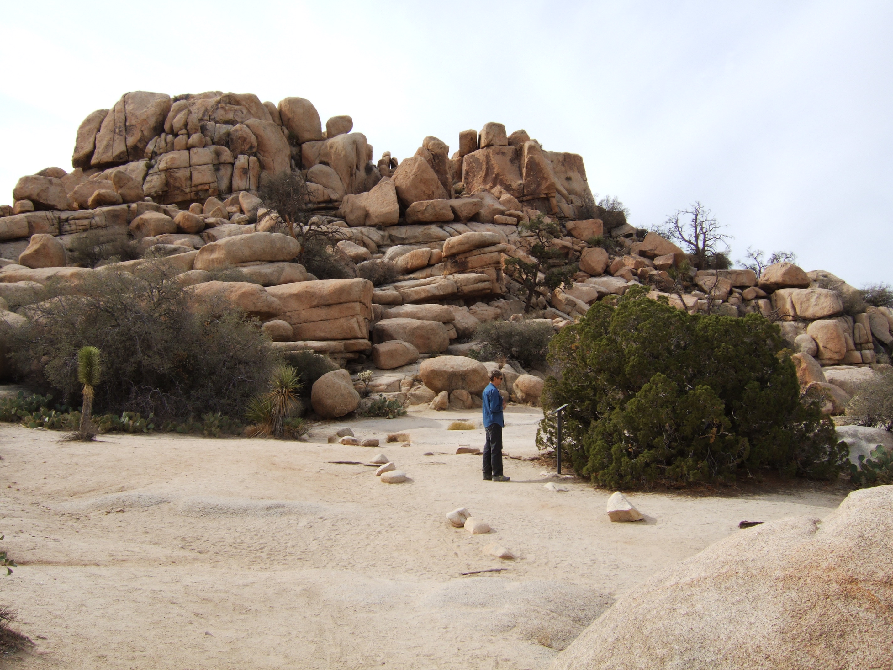 Joshua Tree NP